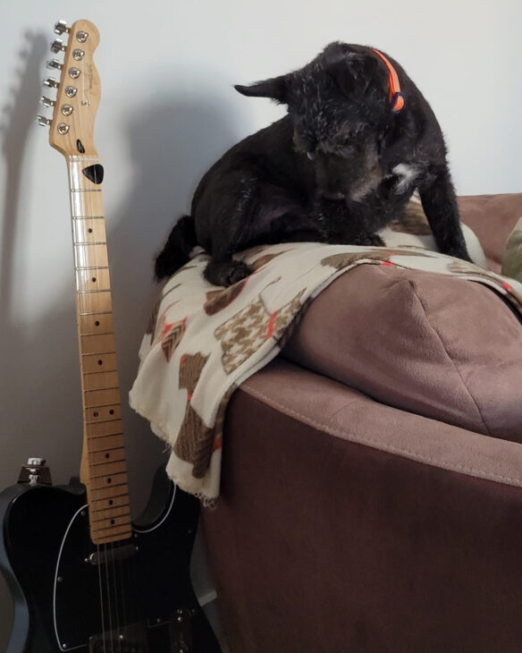 John’s black cat seated on his sofa, eyeing up John’s Fender guitar which is leaning against the wall.